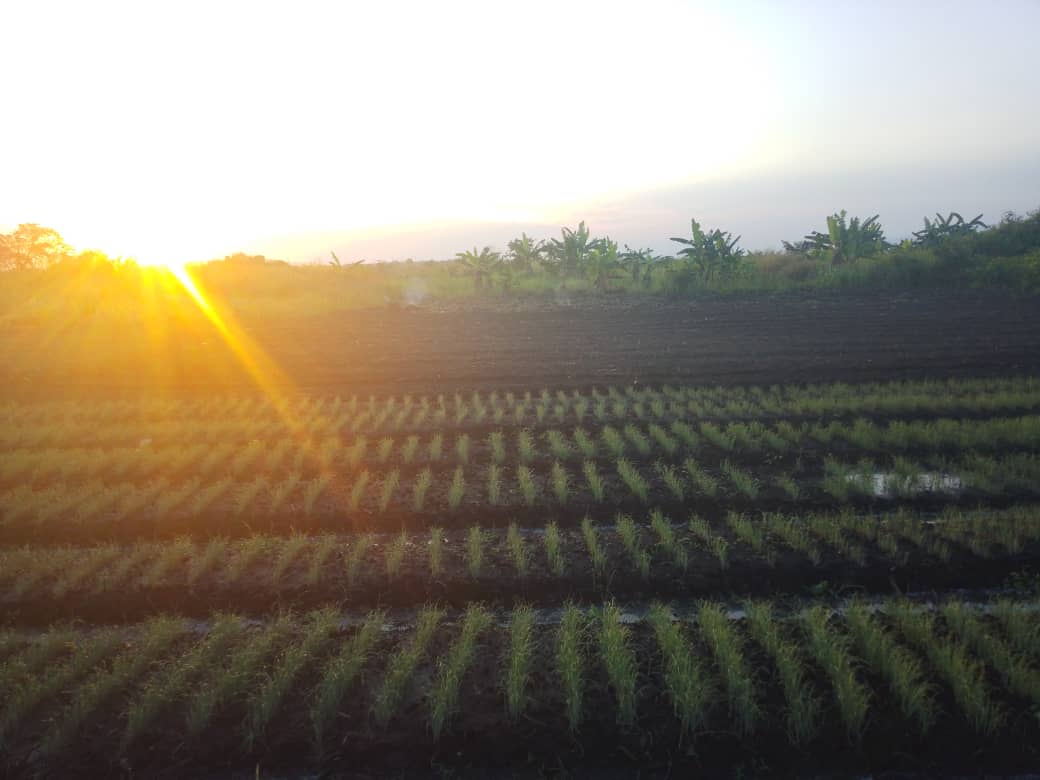 Farmers in the field, Uganda pilot